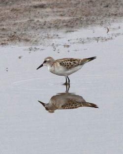 Little Stint photographed at Claire Mare [CLA] on 19/8/2012. Photo: © Cindy  Carre