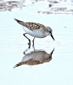 Little Stint photographed at Claire Mare [CLA] on 20/8/2012. Photo: © Mike Cunningham