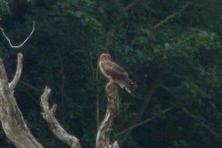 Hen Harrier photographed at Rue des Hougues, STA [H04] on 21/8/2012. Photo: © Mark Guppy