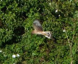 Hen Harrier photographed at Rue des Hougues, STA [H04] on 22/8/2012. Photo: © Mark Guppy
