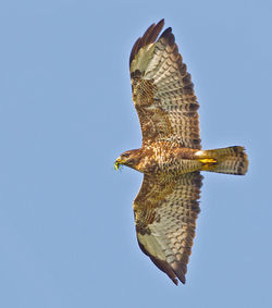 Buzzard photographed at select location on 1/9/2012. Photo: © Anthony Loaring