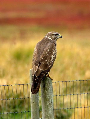 Buzzard photographed at Colin Best NR [CNR] on 3/9/2012. Photo: © Mike Cunningham