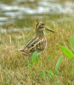Jack Snipe photographed at Claire Mare [CLA] on 24/9/2012. Photo: © Mike Cunningham