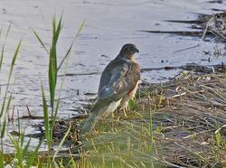 Sparrowhawk photographed at Claire Mare [CLA] on 25/9/2012. Photo: © Royston Carré