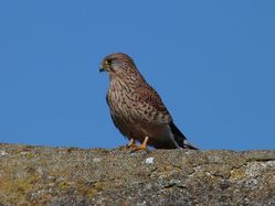 Kestrel photographed at Rousse [ROU] on 3/10/2012. Photo: © Tracey Henry