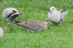 Turtle Dove photographed at Mont Marche on 8/10/2012. Photo: © Adrian Gidney