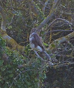 Buzzard photographed at Colin Best NR [CNR] on 12/10/2012. Photo: © Royston Carré
