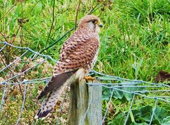 Kestrel photographed at Colin Best NR [CNR] on 19/10/2012. Photo: © Tracey Henry