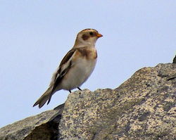 Snow Bunting photographed at Fort Doyle [DOY] on 20/10/2012. Photo: © Royston Carré