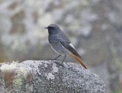 Black Redstart photographed at Fort Doyle [DOY] on 22/10/2012. Photo: © Royston Carré