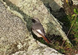 Black Redstart photographed at Fort Doyle [DOY] on 23/10/2012. Photo: © Tracey Henry