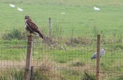 Buzzard photographed at Colin Best NR [CNR] on 23/10/2012. Photo: © Tracey Henry