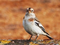 Snow Bunting photographed at Fort Le Marchant [MAR] on 25/10/2012. Photo: © Tracey Henry