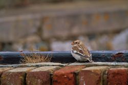 Snow Bunting photographed at Fort Le Marchant [MAR] on 26/10/2012. Photo: © Dan Scott