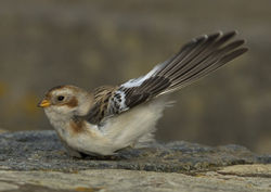 Snow Bunting photographed at Fort Le Marchant [MAR] on 27/10/2012. Photo: © Mike Cunningham