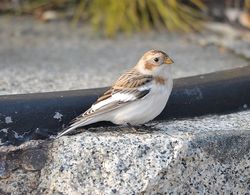 Snow Bunting photographed at Fort Le Marchant [MAR] on 25/10/2012. Photo: © Karen Jehan