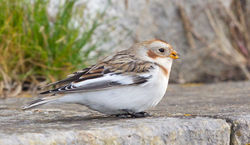 Snow Bunting photographed at Fort Le Marchant [MAR] on 27/10/2012. Photo: © Anthony Loaring