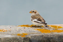 Snow Bunting photographed at Fort Le Marchant [MAR] on 28/10/2012. Photo: © Rod Ferbrache