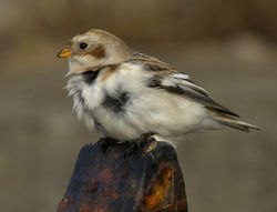 Snow Bunting photographed at Fort Le Marchant [MAR] on 27/10/2012. Photo: © Mike Cunningham