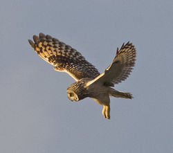 Short-eared Owl photographed at Mt Herault on 30/10/2012. Photo: © Anthony Loaring