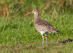 Curlew photographed at Torteval [TOR] on 6/11/2012. Photo: © Anthony Loaring