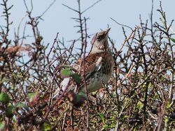 Fieldfare photographed at Chouet [CHO] on 10/11/2012. Photo: © Tracey Henry