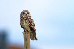 Short-eared Owl photographed at Pleinmont [PLE] on 13/11/2012. Photo: © Chris Bale