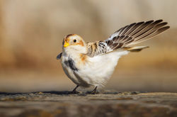 Snow Bunting photographed at Fort Le Marchant [MAR] on 27/10/2012. Photo: © steve levrier