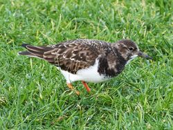 Turnstone photographed at Town Harbour [TOW] on 11/12/2012. Photo: © Tracey Henry