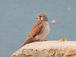 Kestrel photographed at Les Amarreurs [AMM] on 11/12/2012. Photo: © Tracey Henry