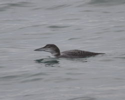 Great Northern Diver photographed at Red Lion Beach [RED] on 2/1/2013. Photo: © Cindy  Carre