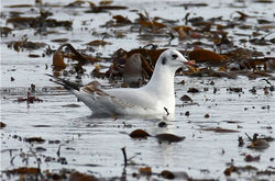 Black-headed Gull photographed at L'Eree [LER] on 30/12/2012. Photo: © Nick Dean