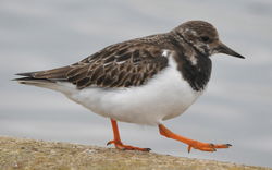 Turnstone photographed at Town Harbour [TOW] on 5/1/2013. Photo: © Karen Jehan