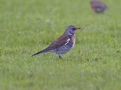 Fieldfare photographed at Colin Best NR [CNR] on 20/1/2013. Photo: © Royston Carré