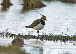 Lapwing photographed at Colin Best NR [CNR] on 15/1/2013. Photo: © Royston Carré