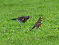 Fieldfare photographed at Colin Best NR [CNR] on 21/1/2013. Photo: © Mike Cunningham