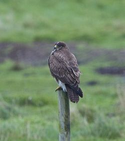 Buzzard photographed at Colin Best NR [CNR] on 22/1/2013. Photo: © Royston Carré