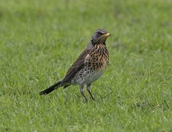 Fieldfare photographed at Colin Best NR [CNR] on 22/1/2013. Photo: © Royston Carré