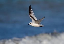 Little Gull photographed at Cobo [COB] on 30/1/2013. Photo: © Vic Froome