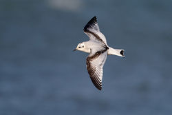 Little Gull photographed at Cobo [COB] on 30/1/2013. Photo: © Chris Bale