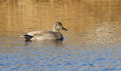Gadwall photographed at Grande Mare [GMA] on 2/2/2013. Photo: © Anthony Loaring