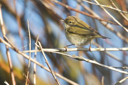Chiffchaff photographed at Claire Mare [CLA] on 16/2/2013. Photo: © Chris Bale
