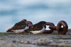 Turnstone photographed at St Peter Port [SPP] on 17/2/2013. Photo: © Allan Phillips