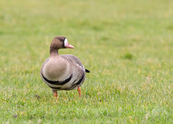 White-fronted Goose photographed at Colin Best NR [CNR] on 2/3/2013. Photo: © Anthony Loaring