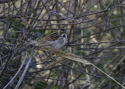 Reed Bunting photographed at Rue des Belles on 4/3/2013. Photo: © Vic Froome