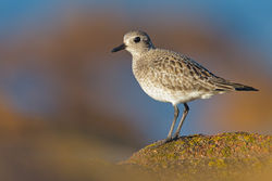 Grey Plover photographed at Grandes Rocques [GRO] on 16/2/2013. Photo: © steve levrier