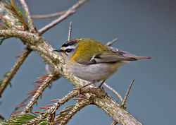 Firecrest photographed at St Peter Port [SPP] on 10/3/2013. Photo: © Mike Cunningham