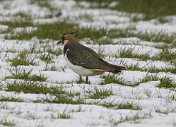 Lapwing photographed at Perelle [PER] on 12/3/2013. Photo: © Karen Jehan