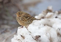Meadow Pipit photographed at Mt. Herault [MHE] on 13/3/2013. Photo: © David Spicer