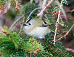 Goldcrest photographed at St Peter Port [SPP] on 20/3/2013. Photo: © Mike Cunningham